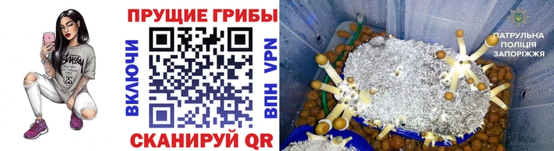 Псилоцибиновые грибы Cubensis  Купить где  Мурманск 